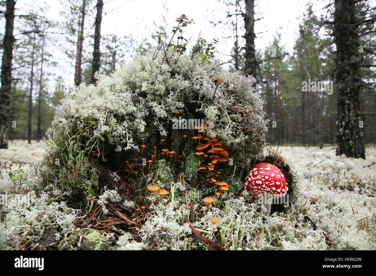 Pilze, Agaric. Stockfoto
