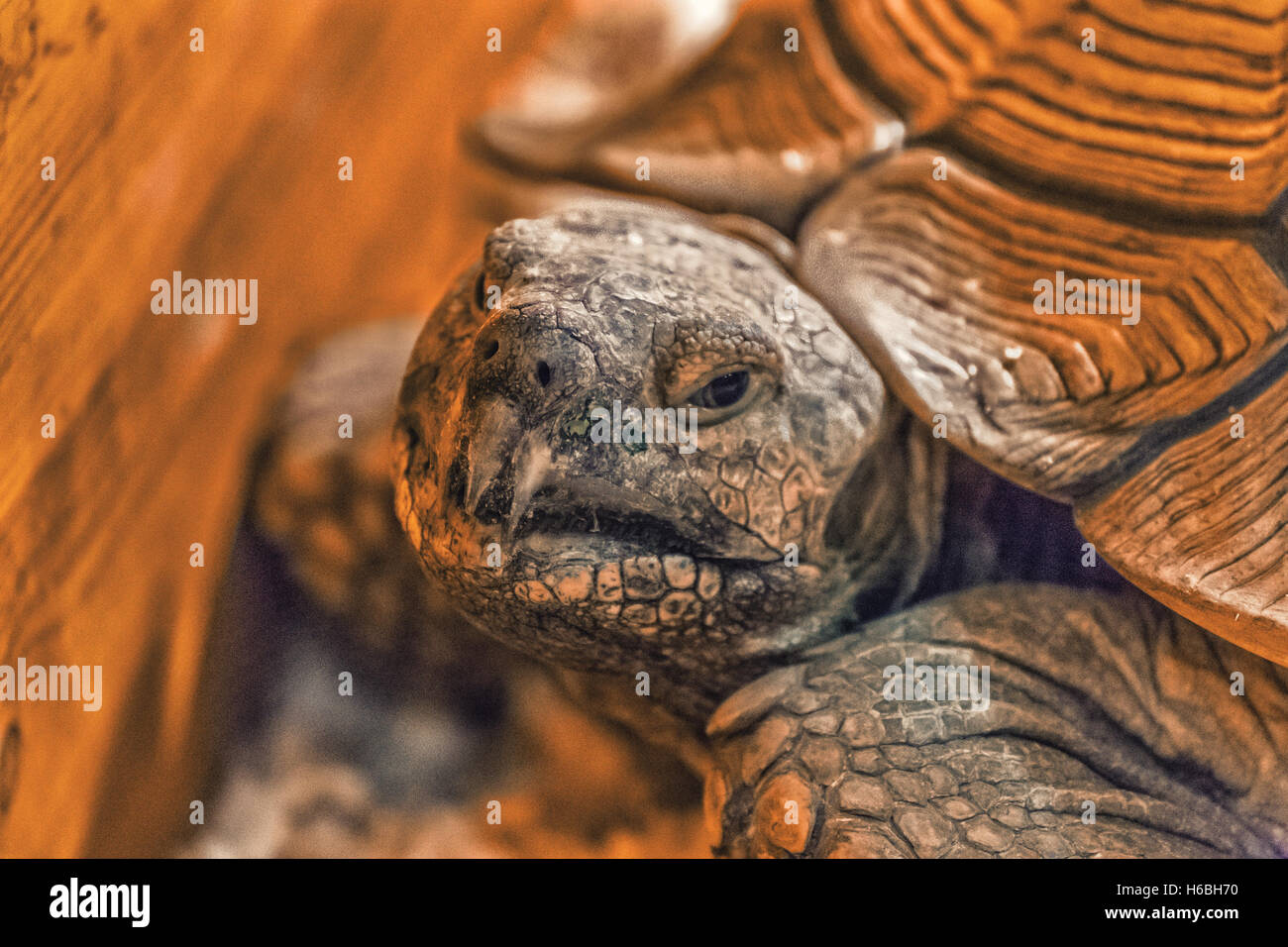 Porträt von Schildkröte Kopf Stockfoto