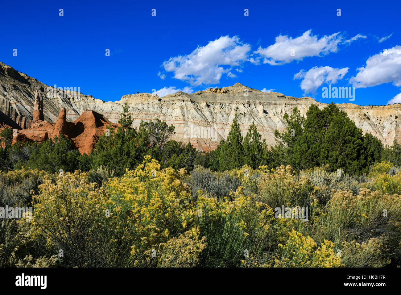 Die Sonne leuchtet eine gelbe Blüten der Rabbbitbrush im Vordergrund bei Kodachrome Basin State Park, Utah, USA Stockfoto