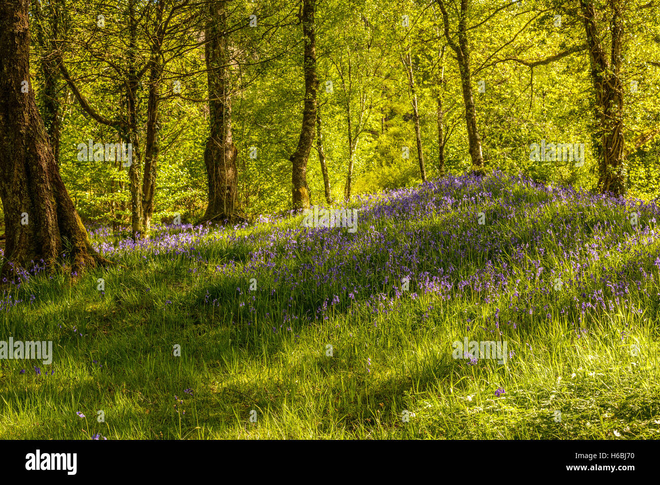 Bluebell Blütenteppich in Wäldern mit gefleckten Sonne durch die Bäume filtern Stockfoto