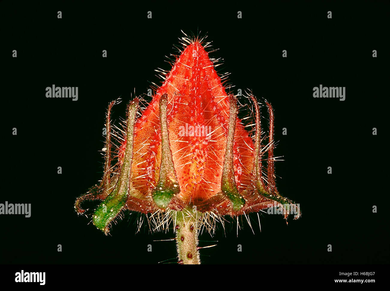 Familie: malvaceae, Hibiskus sp. - Kelch und epicalyx. eine kletternde Hibiscus mit Stacheln auf dem Schaft. Stockfoto