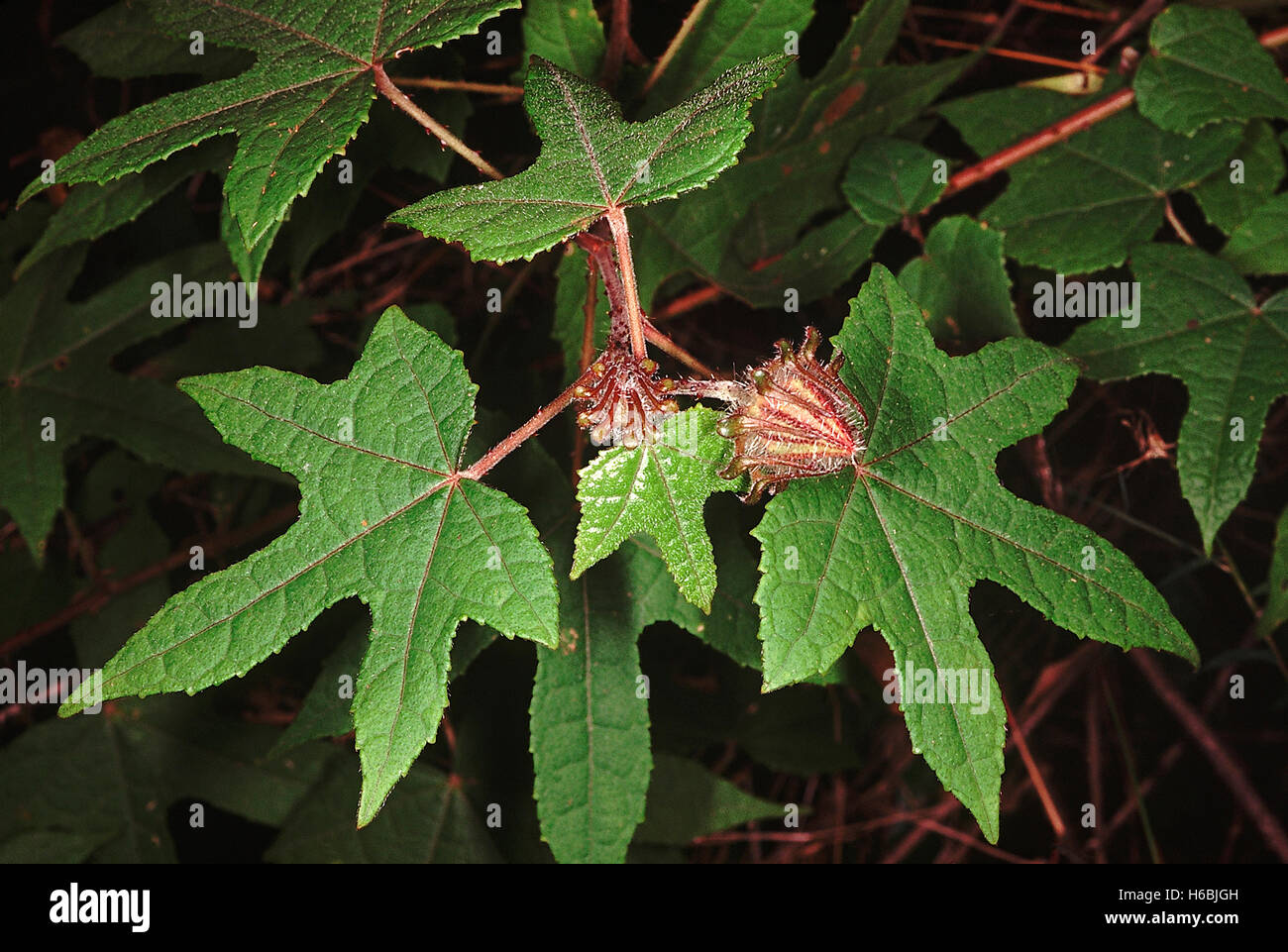 Familie: Malvaceae, Hibiscus SP - Kelch und Epicalyx. Ein Klettern Hibiskus mit gebogenen Stacheln am Stamm... Stockfoto
