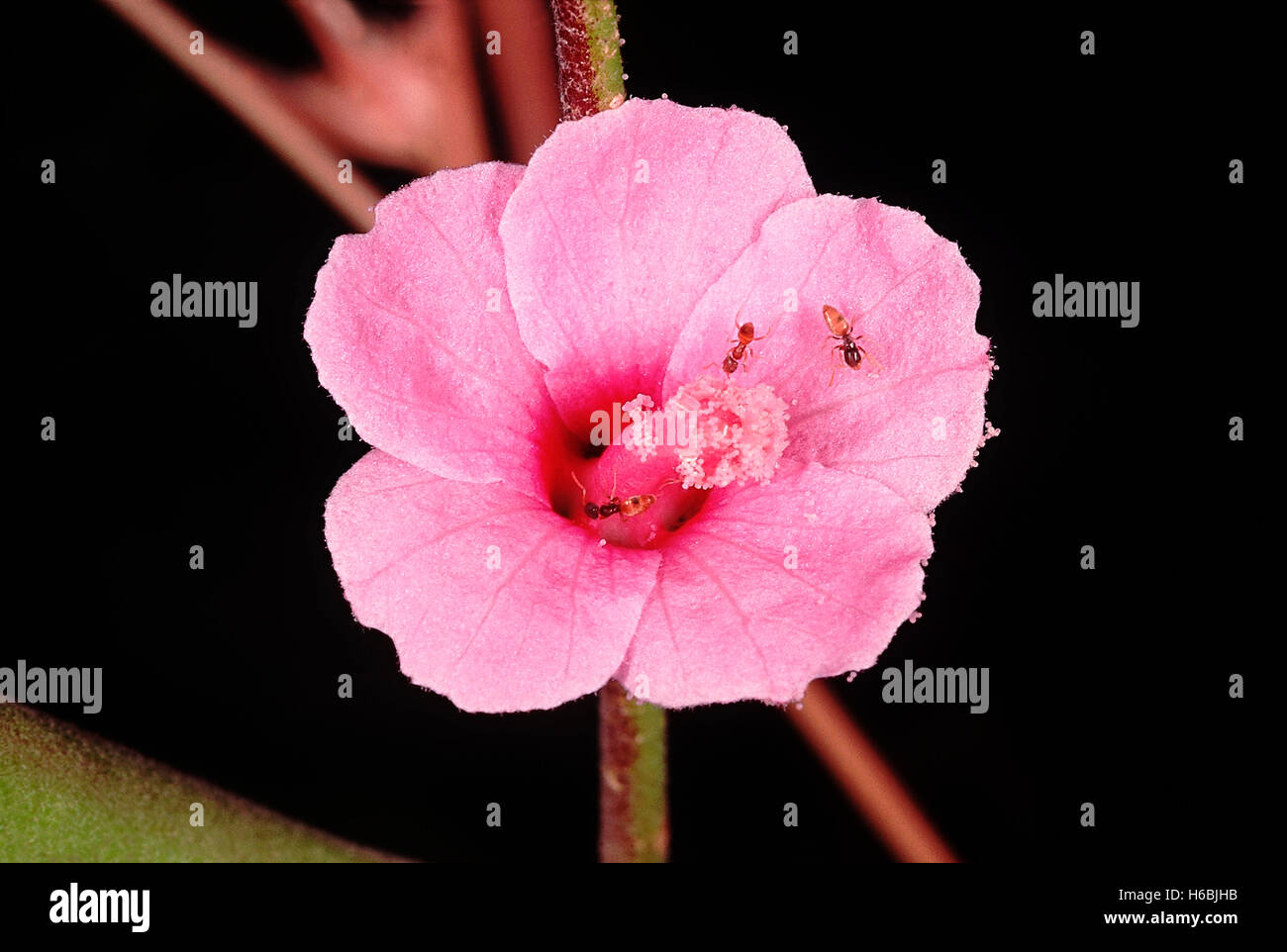 Blume des Urena Lobata. Familie: malvaceae. ein Kraut. ihre Früchte sind mit kleinen Haken, die in der Zerstreuung. Stockfoto