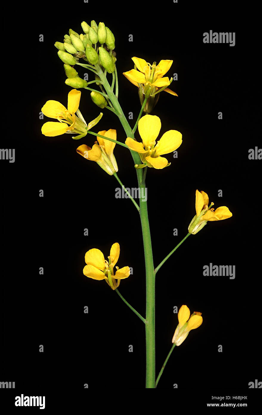 Brassica Juncea, Senf. Familie: Cruciferae, dies ist die gemeinsame Vielfalt der Senf in Zentralindien angebaut. Das Öl zu extrahieren Stockfoto