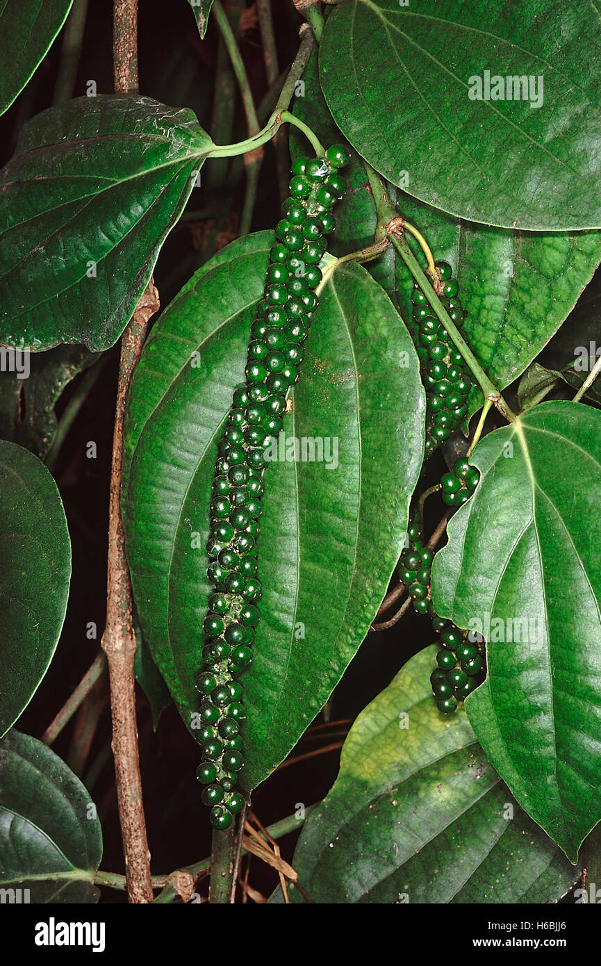 Piper nigrum, Pfeffer. Familie: piperaceae. Eine immergrüne Kletterpflanze, die Schatten, Unterstützung, viel Feuchtigkeit und Wasser Stockfoto