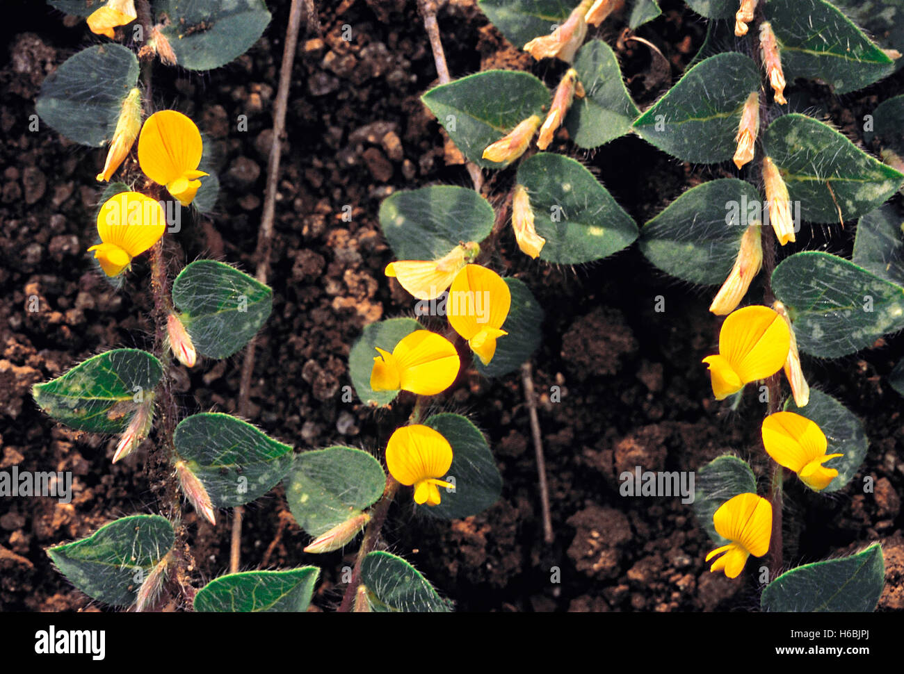 Heylandia latebrosa. Familie: fabaceae. Ein ausgestrecktes Unkraut in brachliegende Felder um Pune, Indien. Stockfoto