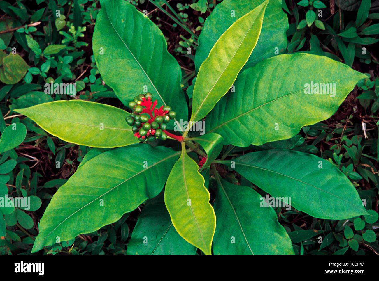 Rauwolfia serpentina. Familie: apocyanaceae. Ein kleines undershrub in den Wäldern der Western Ghats in Indien gefunden. Sehr selten Stockfoto