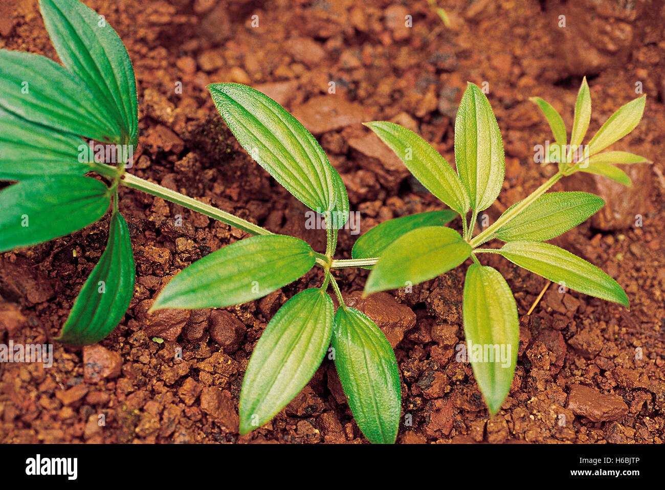 Rubia cordifolia. Familie: rubiaceae. Einer der bekanntesten und am  häufigsten verwendeten Pflanzen im Ayurveda. Die Wurzeln Ertrag ein roter  Farbstoff Stockfotografie - Alamy