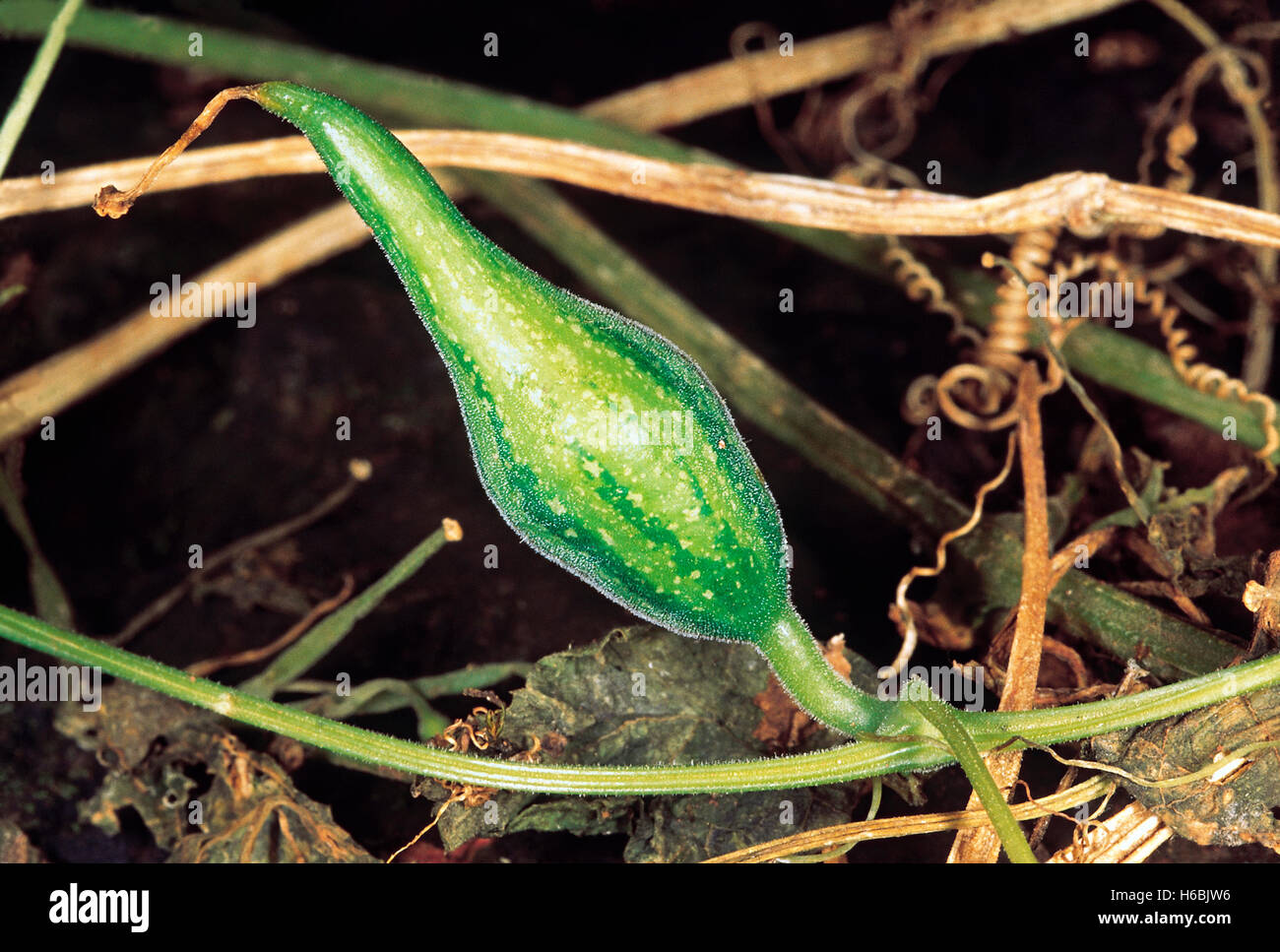 Trichosanthes cucumerina. Familie: cucurbitaceae. Ein kleines Kletterpflanze eng mit dem Gemeinsamen Flaschenkürbis. Stockfoto