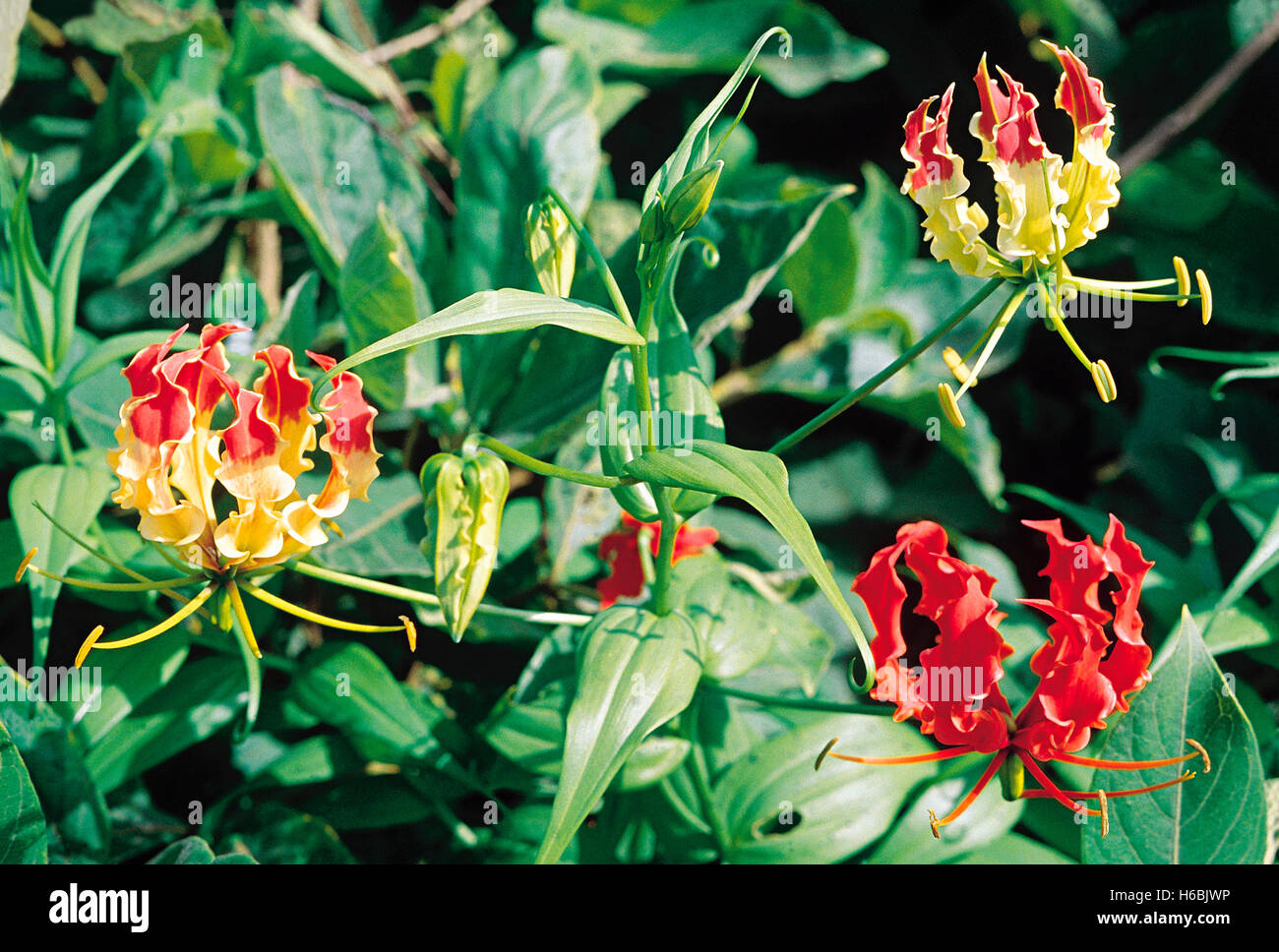 Herrlichkeit Lily. Einen saisonalen Kletterer mit einer hochgiftigen MEHRJÄHRIG U-Schaft/Corm. Diese Knolle wird häufig in der Medizin Stockfoto