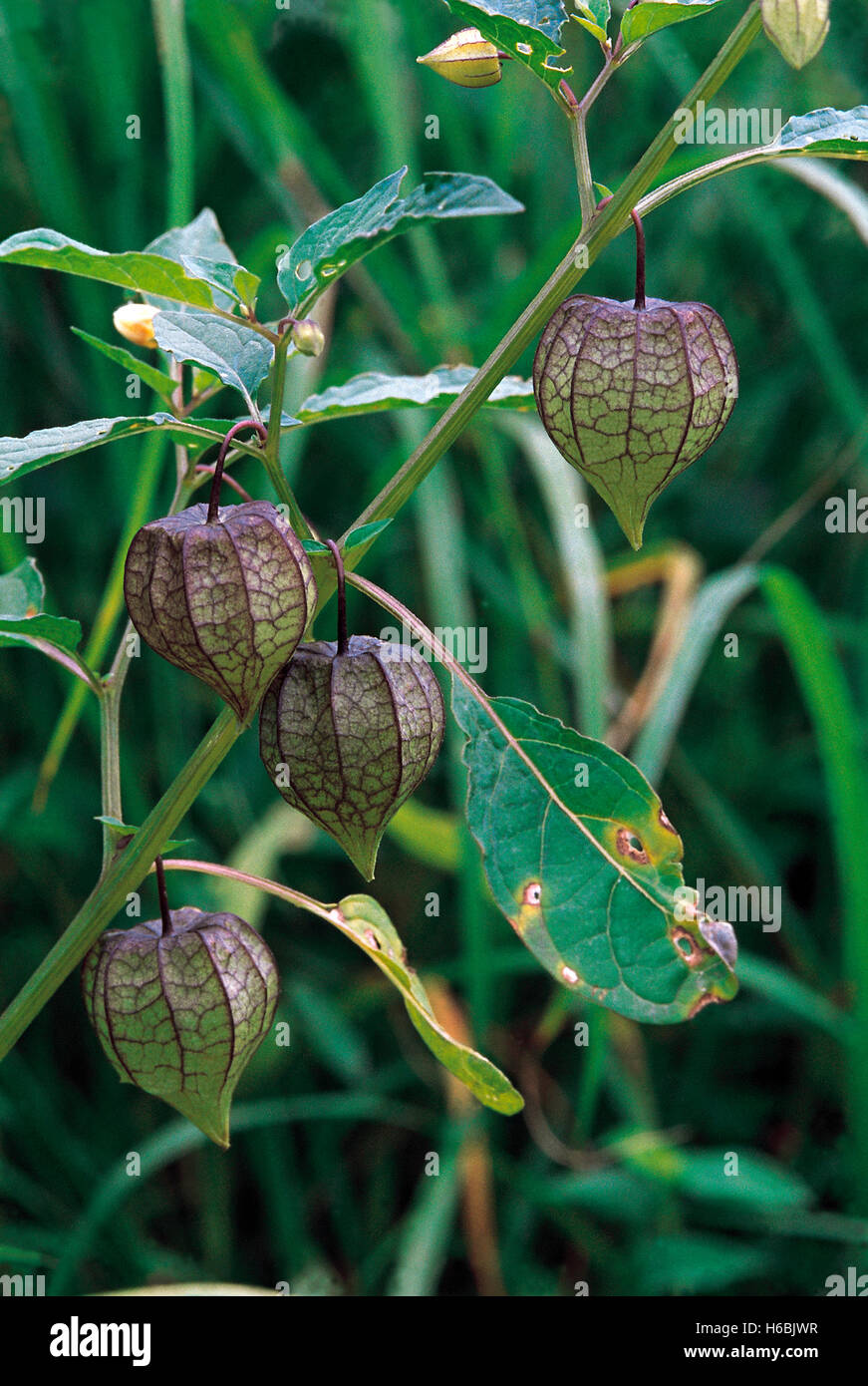 Physalis Minima. Familie: Solanaceae. Ein wilder Verwandter von der Kap-Stachelbeere. Es sieht sehr ähnlich, aber die Früchte sind nicht essbar Stockfoto