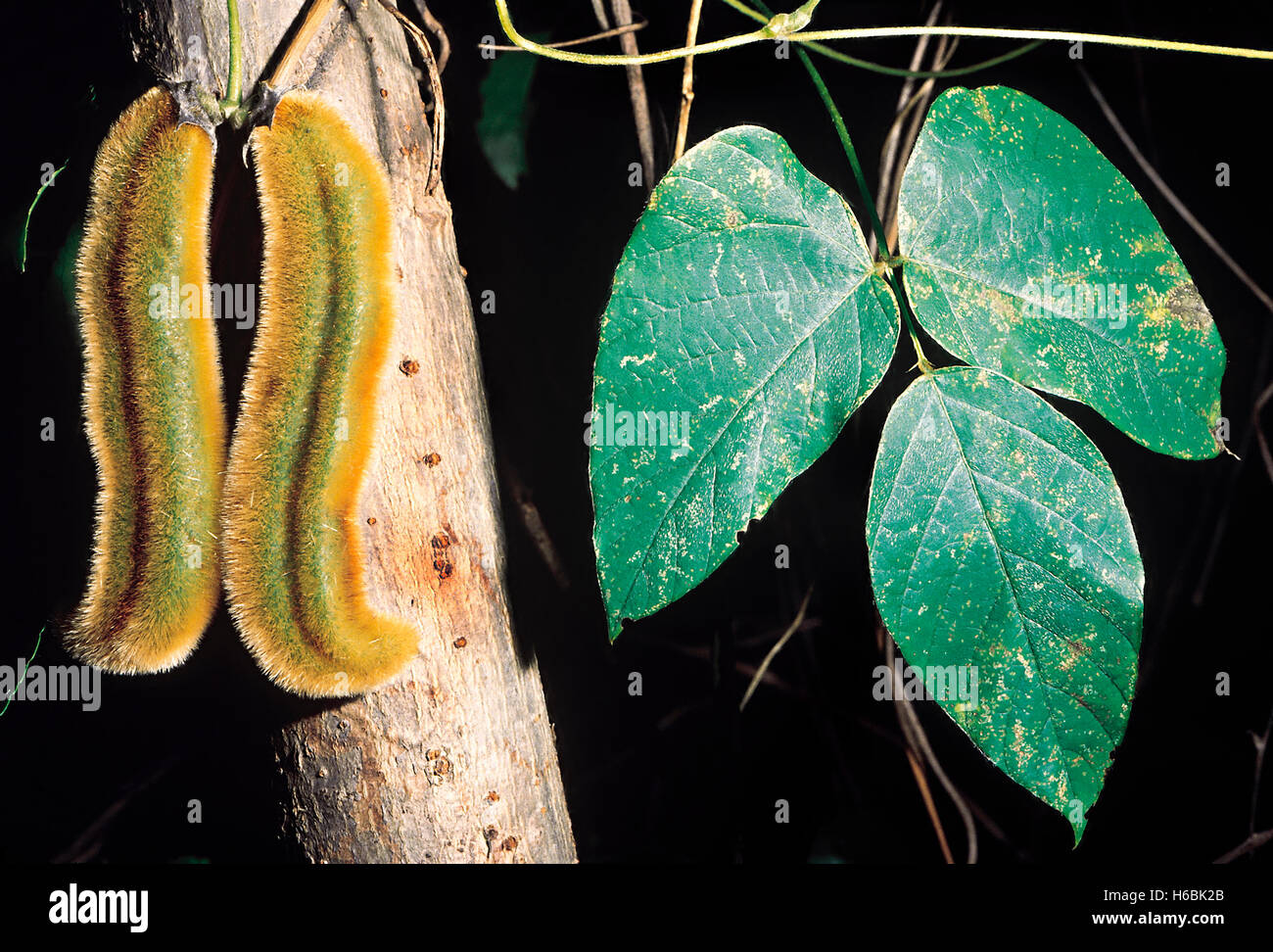 Mucuna prurita. Familie: fabaceae. Diese Bohne - wie Bergsteiger hat Hülsen, die mit Tausenden kleinen Haar bedeckt sind. Stockfoto