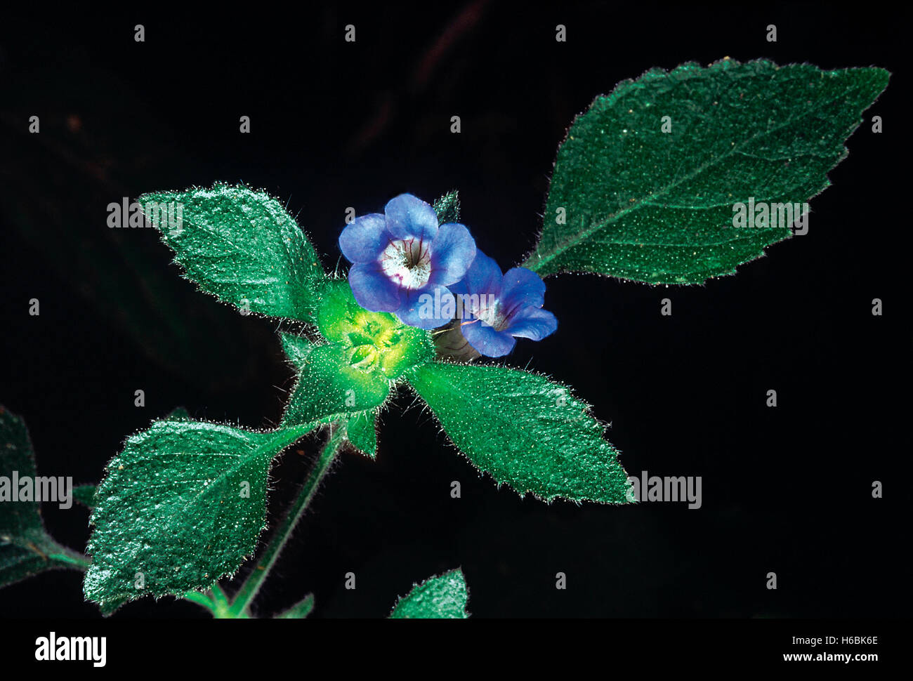 Hemigraphis Latebrosa. Familie: Acanthaceae. Ein kleines Kraut mit Drüsenhaaren in der Nähe der Blütenstände. Es gibt ihm einen seltsamen Geruch aus Stockfoto