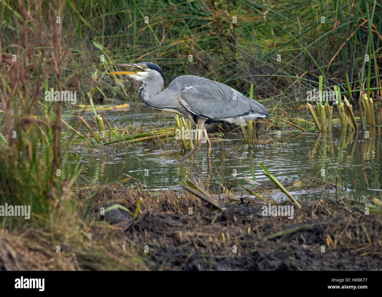 Graureiher Ardea Cinerea, Erwachsener, schlucken Beute, stehend im Teich, Leighton Moss, Lancashire, UK Stockfoto