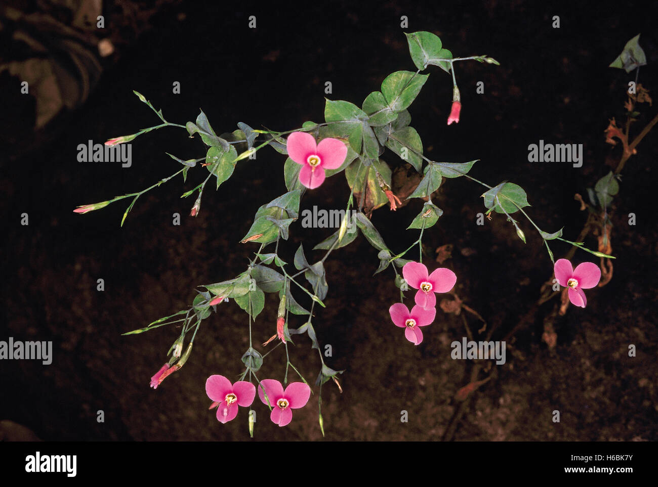 Canscora diffusa. Familie: gentianaceae. Ein kleines Kraut, die in feuchten wächst, mäßig schattige Bereiche. Stockfoto