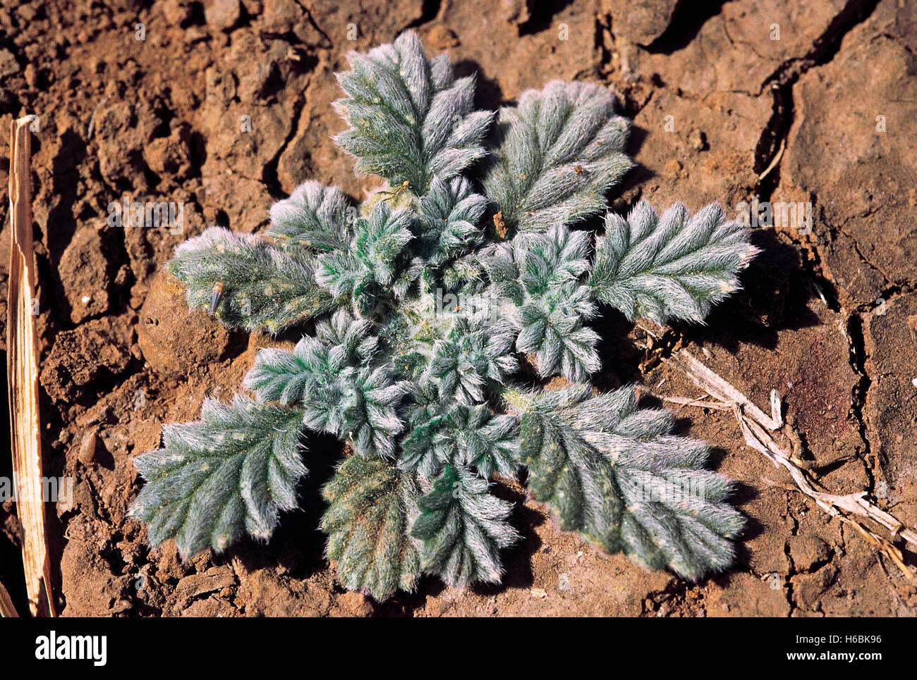 Coldenia Procumbens. Familie: Boraginaceae. Ein kleines haariges Prostatakraut. Es wird im Winter auf Reisfeldern nach der Reiterernte gefunden Stockfoto