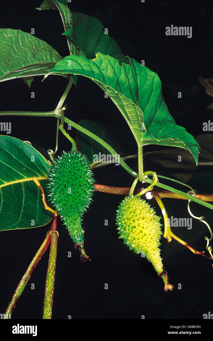 Momordica dioica. Familie: cucurbitaceae. Eine der weithin bekannten wildes Gemüse von Indien Stockfoto