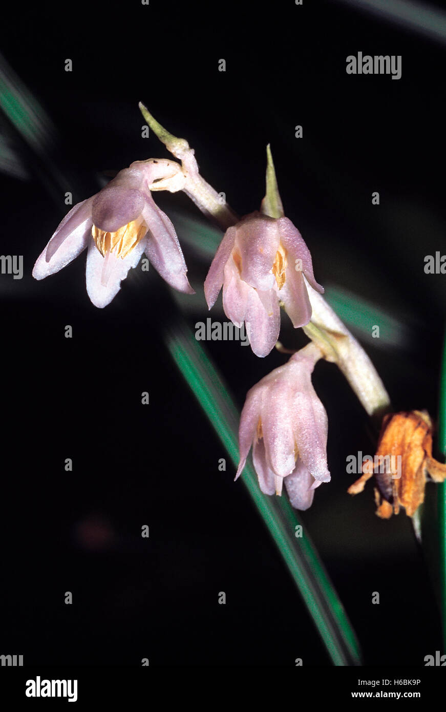 Eine kleine, wenig bekannte, Gras - wie Kraut gefunden auf dem Waldboden in immergrünen Wäldern. ophiopogon Intermedius. Familie: Liliaceae Stockfoto