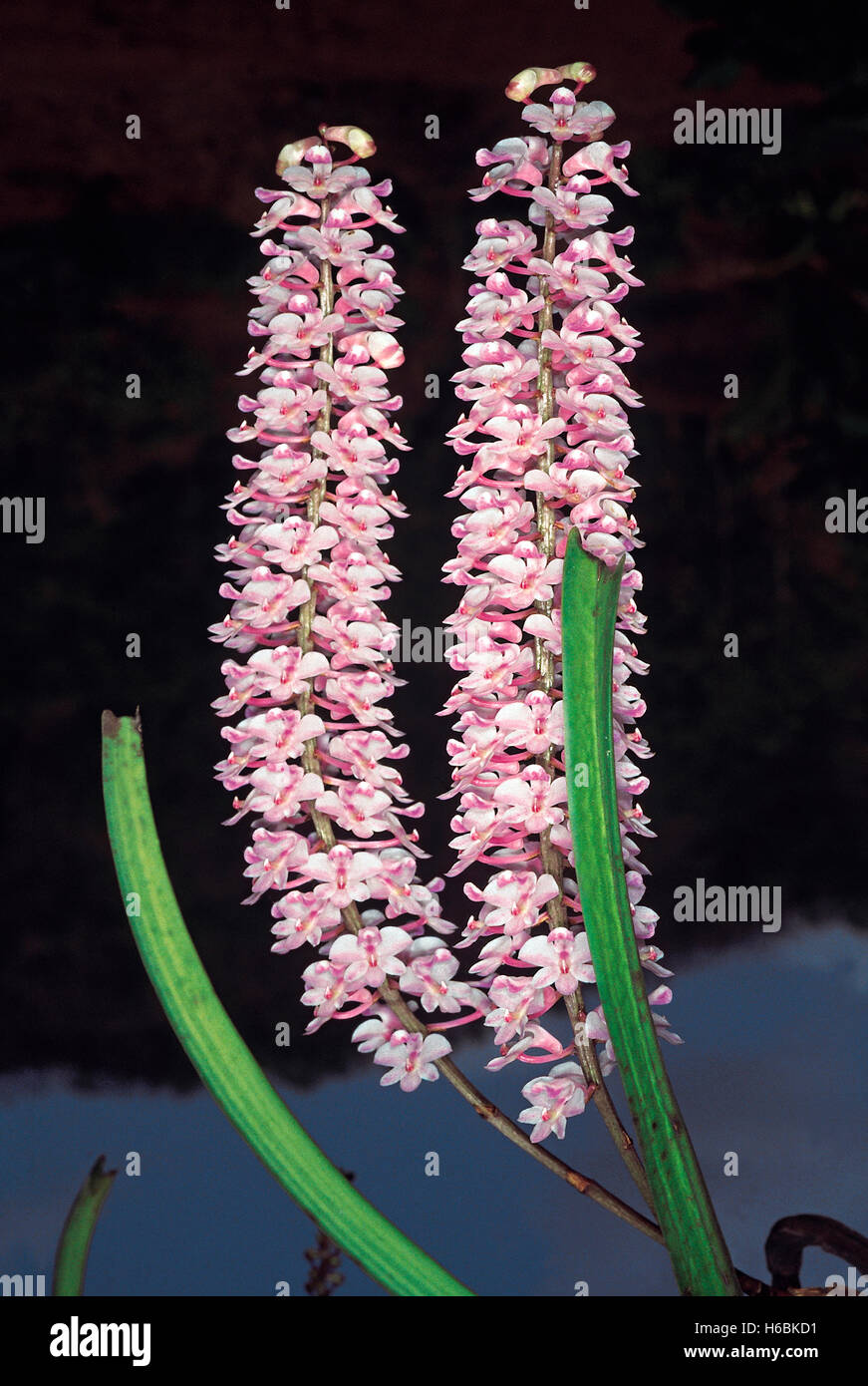 Ein Bekannter baumbewohnenden Orchideen allgemein bekannt als die foxtail Orchidee. rhynchostylis retusa. Familie: Orchidaceae Stockfoto