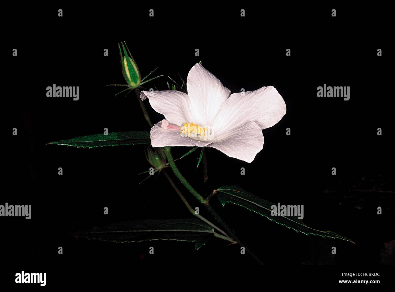 Ein Strauch in Laubwäldern gefunden. Die Früchte bei der Ausschreibung. Hibiscus talbotii. Familie gegessen werden können: malvaceae. Stockfoto
