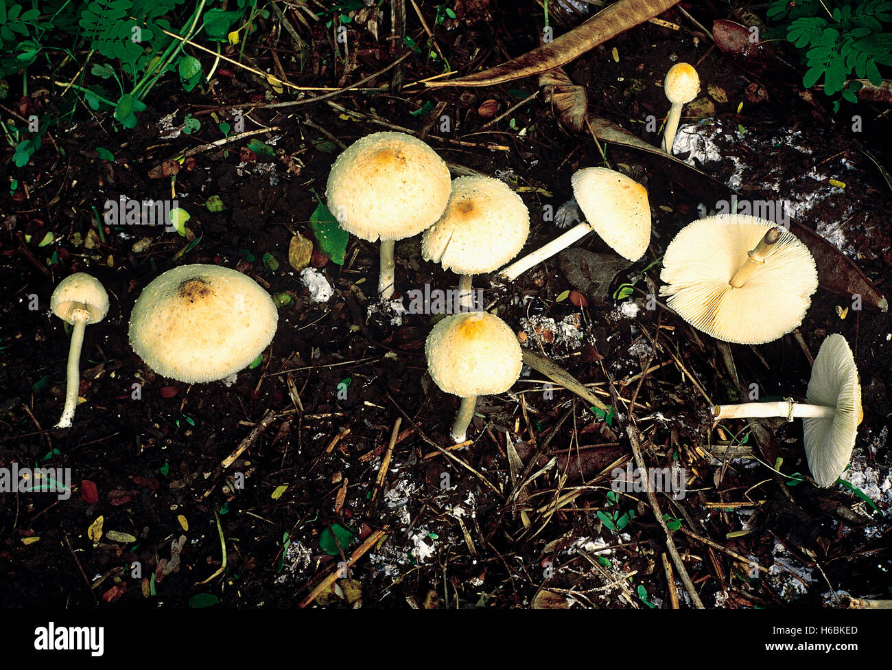 Klasse: Homobasidiomycetes. Serie: Hymenomycetes. Bestellung: Agaricales. Eine Gruppe von großen Pilze wachsen auf Boden reich an Humus. Stockfoto