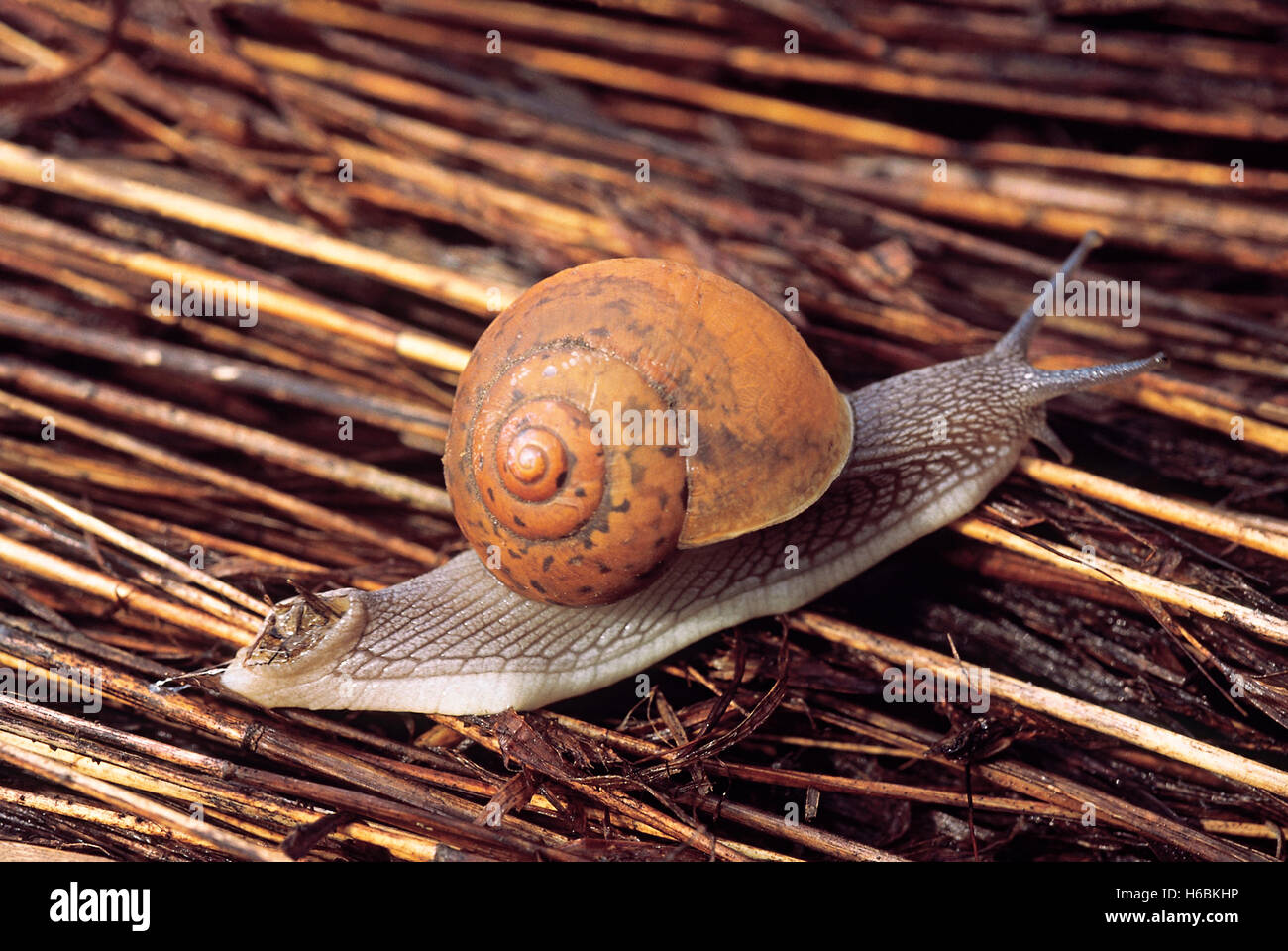Eine Schnecke Stockfoto