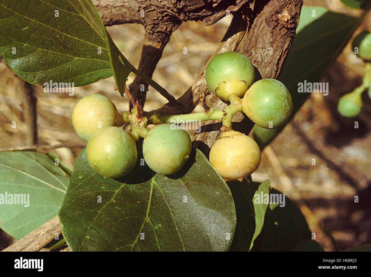 Früchte. Cordia Myxa. Familie: Boraginaceae. Ein Laubbaum aus den Wäldern der Halbinsel Indien. Das Fruchtfleisch dieser Frucht ist extr Stockfoto