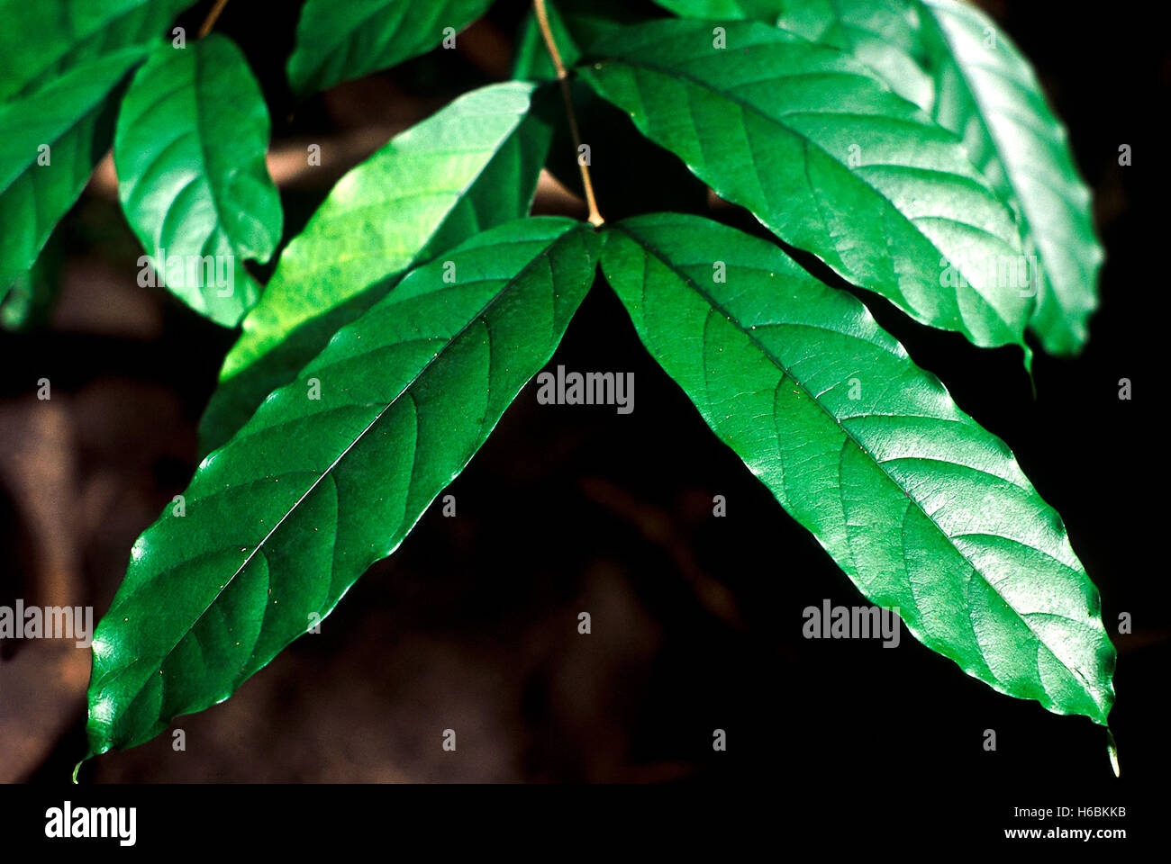 Blätter. Wrightia Arborea. Familie: Apocyanaceae. Ein kleiner Baum mit Milchsaft und Blätter, die als Ersatz für benutzt werden Stockfoto