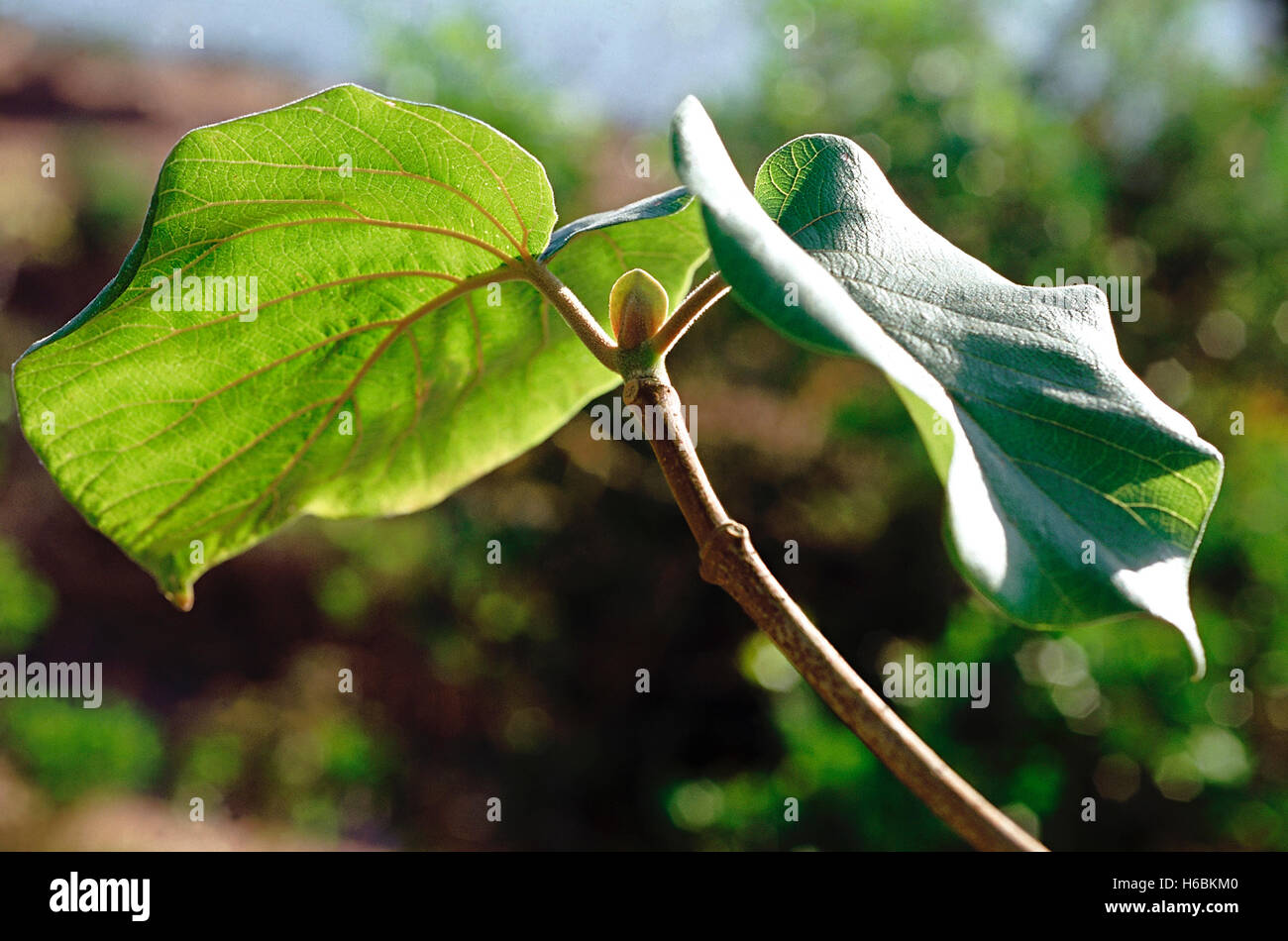 Verlässt. Blätter: haldinia cordifolia. Familie: rubiaceae. Ein großer Laubbaum nachgeben nützliche Holz. Das Holz ist gelb Col Stockfoto