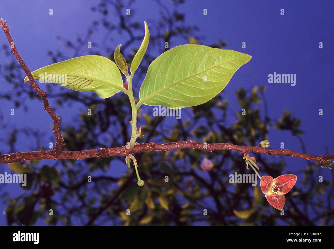 Blätter und Blüten. Miliusa Tomentosa. Familie: Annonaceae. Ein großer Laubbaum mit aromatischen Blättern und starkes Holz. Stockfoto