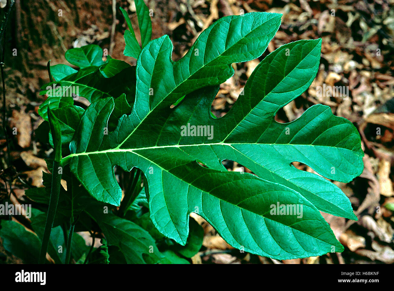 Blatt. Artocarpus SP. Familie: Moraceae. Eine Art von wild Jack-Obstbaum. Die Blätter von den Setzlingen sind groß. Die Frucht ähnelt Stockfoto