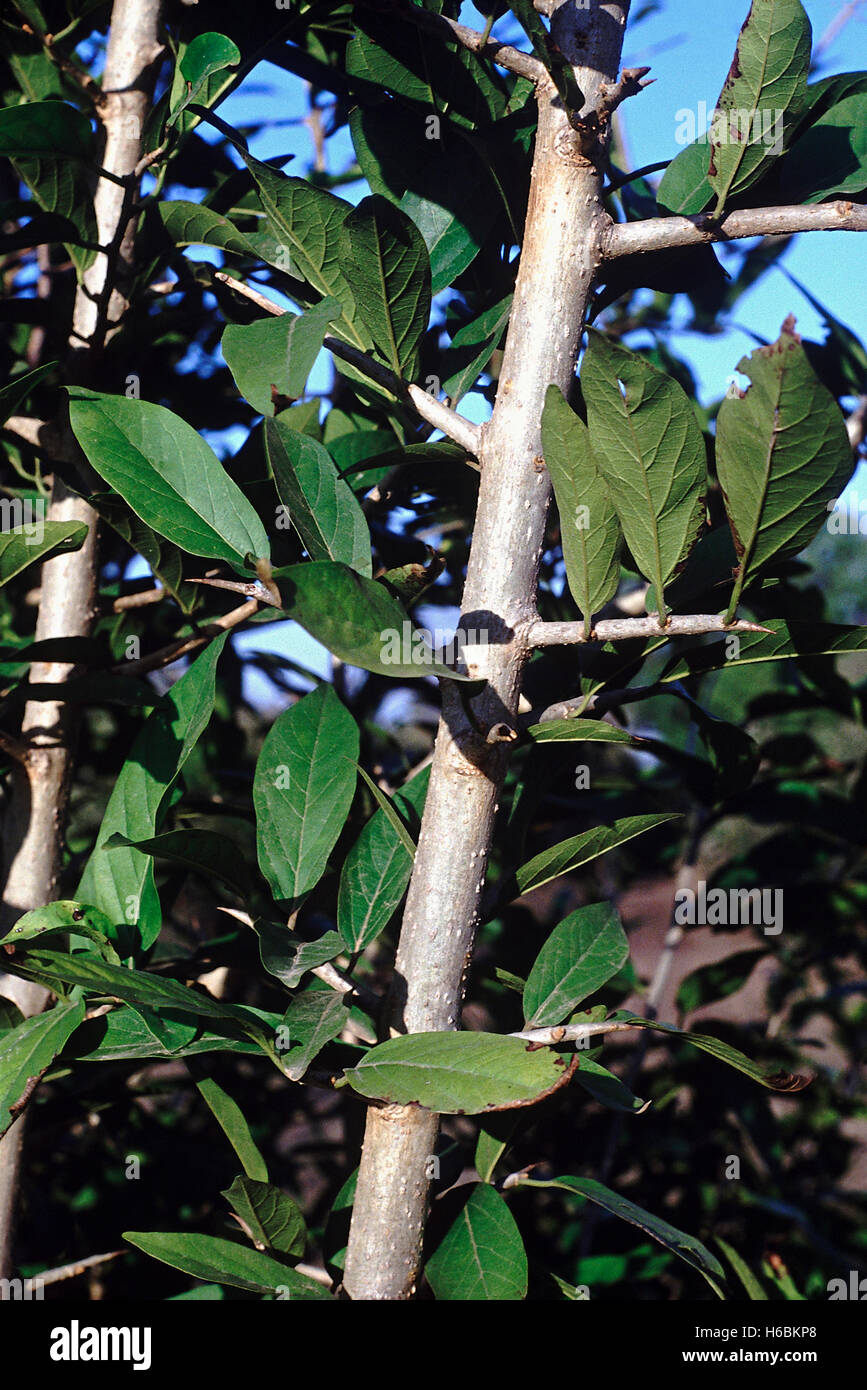 Nahaufnahme von einem Ast mit Dornen verlässt. alangium salvifolium. Familie: alangiaceae. Ein kleines dornigen Baum vor allem in deciduou gefunden Stockfoto