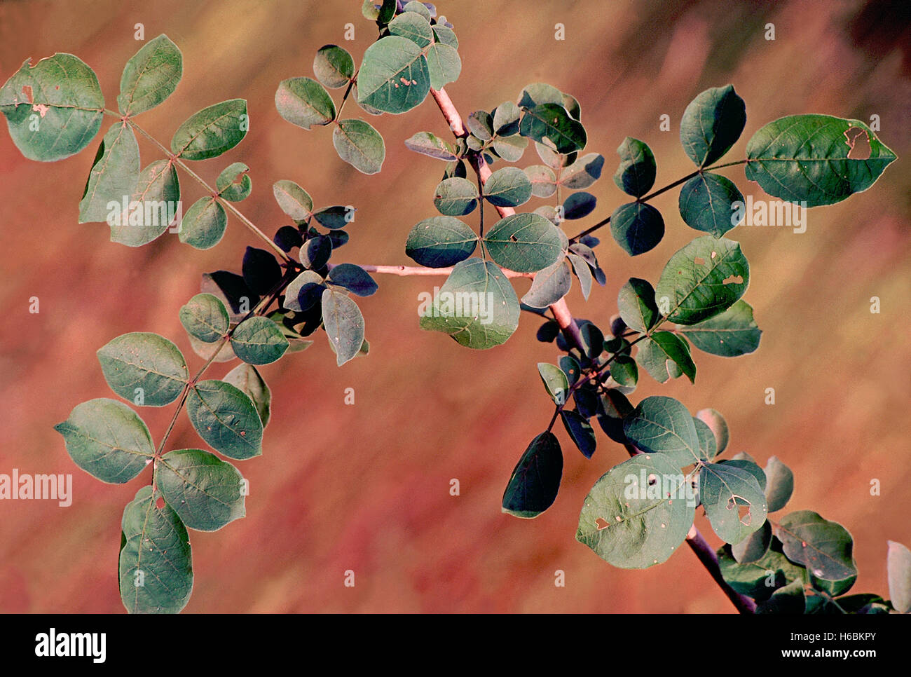 Blätter. Dolichandrone Falcata. Rams-Horn-Baum. Familie: Catalpa. Ein kleiner Laubbaum mit schönen weißen Blüten und lon Stockfoto