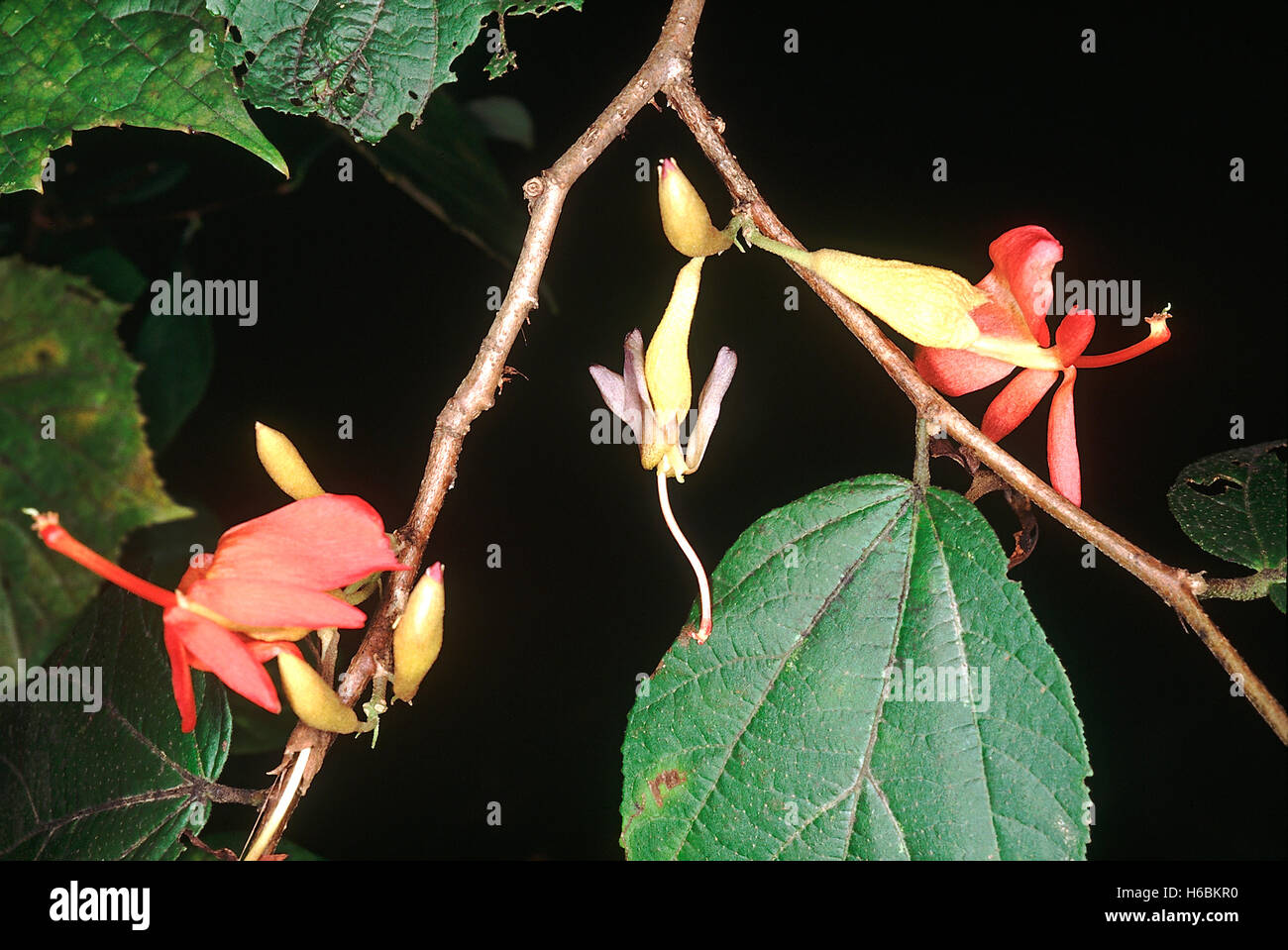 Blumen. helicteres Isora. indischen Schraube Baum. Familie: sterculiaceae. Ein großer Strauch. Die Frucht sieht aus wie eine Schraube Stockfoto