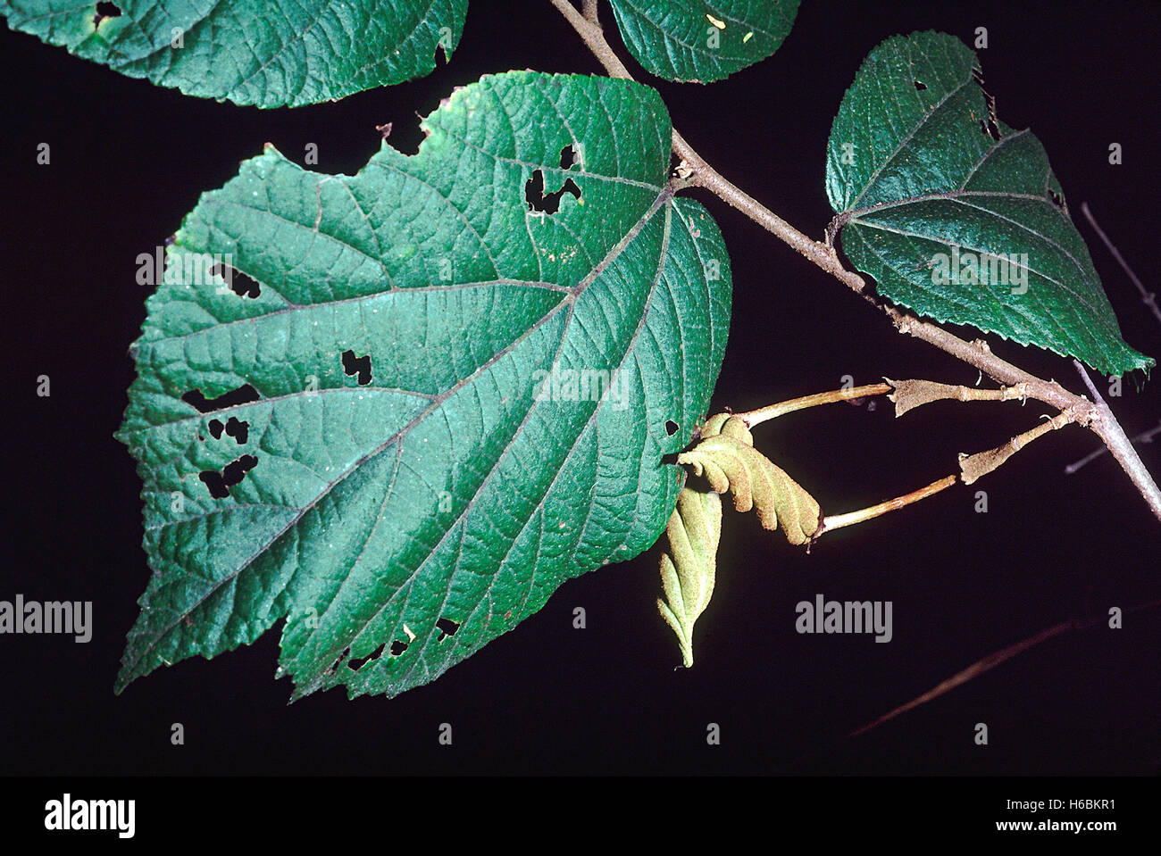 Obst. Helicteres Isora. Indische Schraube Baum. Familie: Sterculiaceae. Einen großen Strauch. Die Frucht sieht aus wie eine Schraube und dient in mir Stockfoto