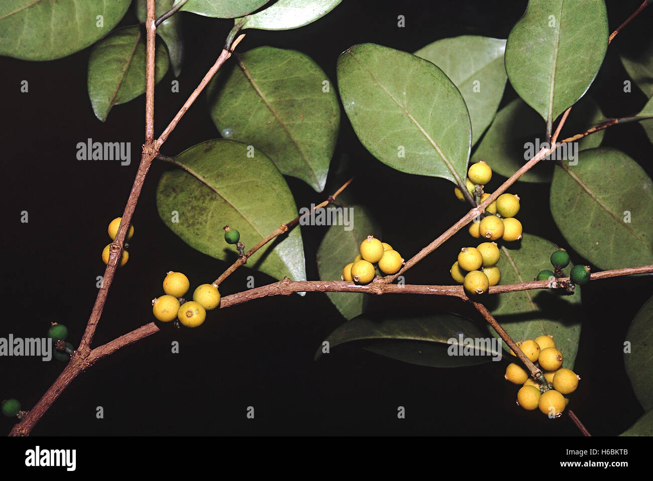 Obst. Memecylon Umbellatum. Eisen-Holz Baum. Familie: Melastomaceae. Ein kleiner immergrüner Baum mit harte, schwere Holz. Die Blätter sind Stockfoto