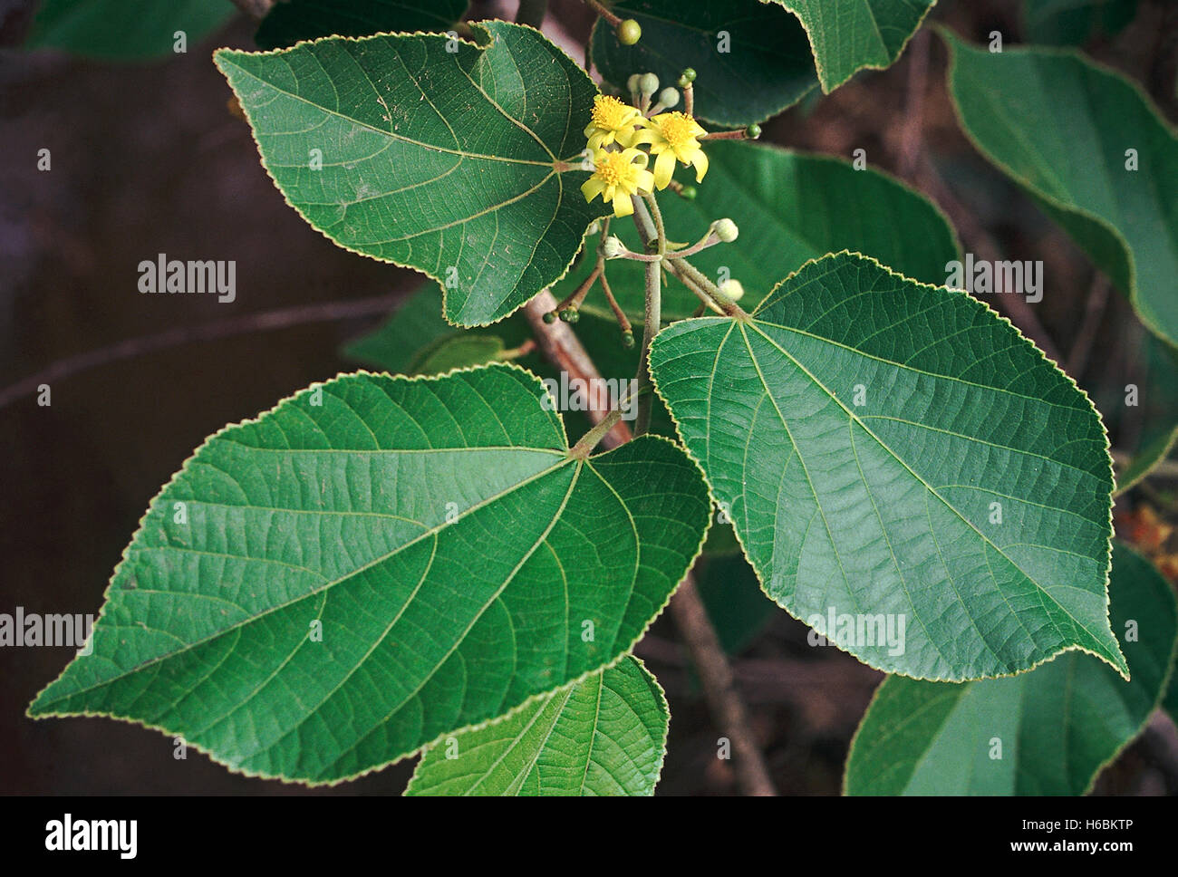 Blumen. grewia tiliaefolia. Familie: tiliaceae. Ein mittelgrosser Laubbaum mit starken flexibles Holz. Stockfoto