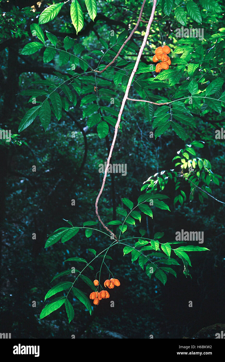 Zweig mit Früchten. harpullia Arborea. Familie: sapindaceae. Ein kleiner immergrüner Baum von der Western Ghats, Indien. Stockfoto
