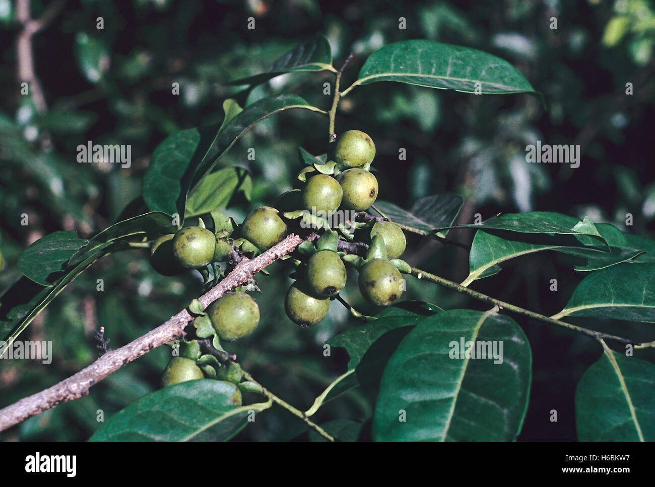 Blätter und Früchte. diospyros Sylvatica. Familie: ebenaceae. Ein großer immergrüner Baum mit einem dunklen, glatten Stamm mit Flechten gekennzeichnet. Stockfoto