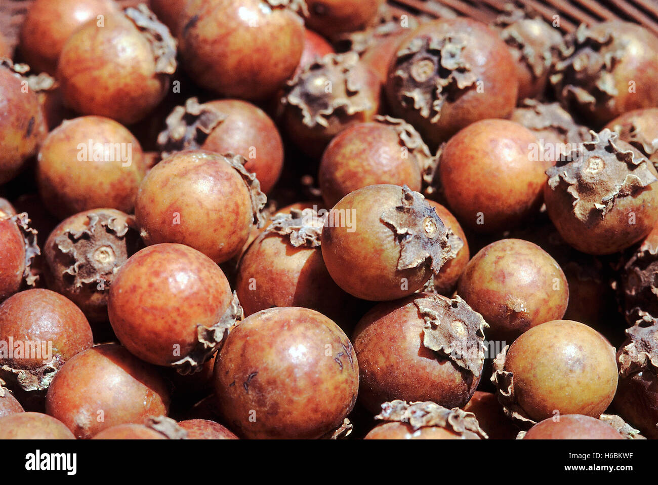 Rip-Obst. diospyros Melanoxylon. tendu Tree/indischen Ebenholz. Familie: ebenaceae. Ein großer Laubbaum Stockfoto