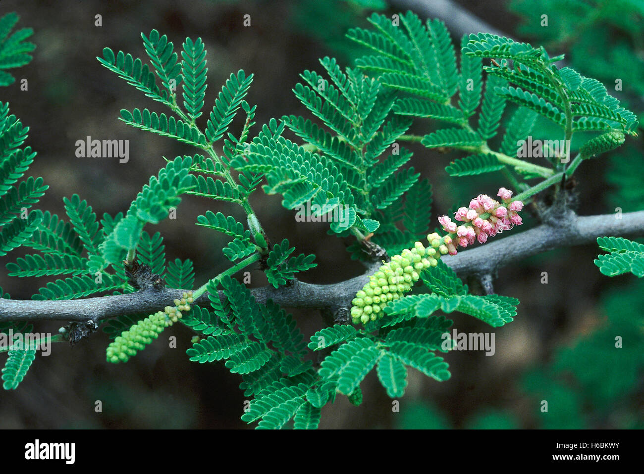 Flowers.Dichrostachys Cinerea. Familie: Mimosaceae. Ein kleiner Baum mit interessanten Blüten. Das Holz dient zum Gehstock Stockfoto