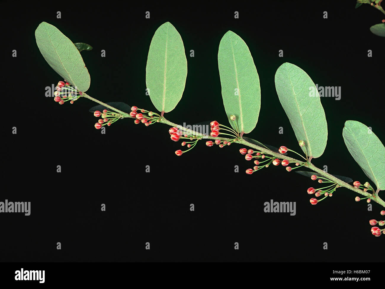 Blumen. kirganelia reticulata. Familie: Euphorbiaceae. Ein großer Strauch. Die Frucht ist dunkel Lila und saftig. Die Blätter und Rinde ar Stockfoto