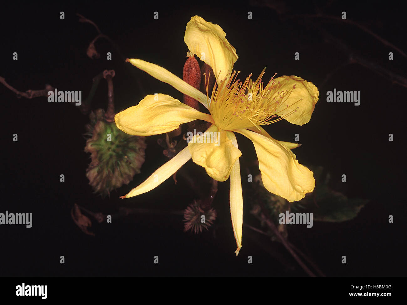 Blumen. erinocarpus nimmoni. Familie: tiliaceae. Ein mittelgrosser Laubbaum mit eine stachelige, dreiflügelige Obst. Stockfoto