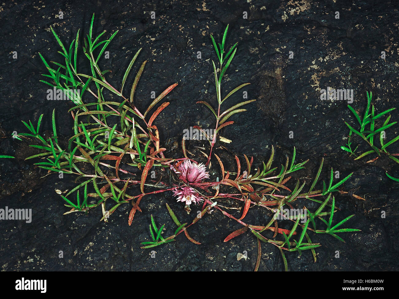 Lepidagathis Trinervis. Familie: Acanthaceae. Eine stachelige Pflanze, die wächst auf ausgesetzt felsigen Hochebenen. Die Hochblätter sind Wirbelsäule gekippt. Stockfoto