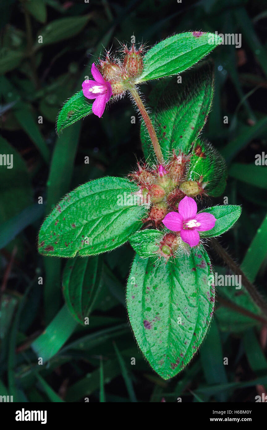 Verlässt. Familie: gentianaceae. Eine kleine seltene Kräuter, die in der Regenzeit auf grünen Wiesen wächst. Stockfoto