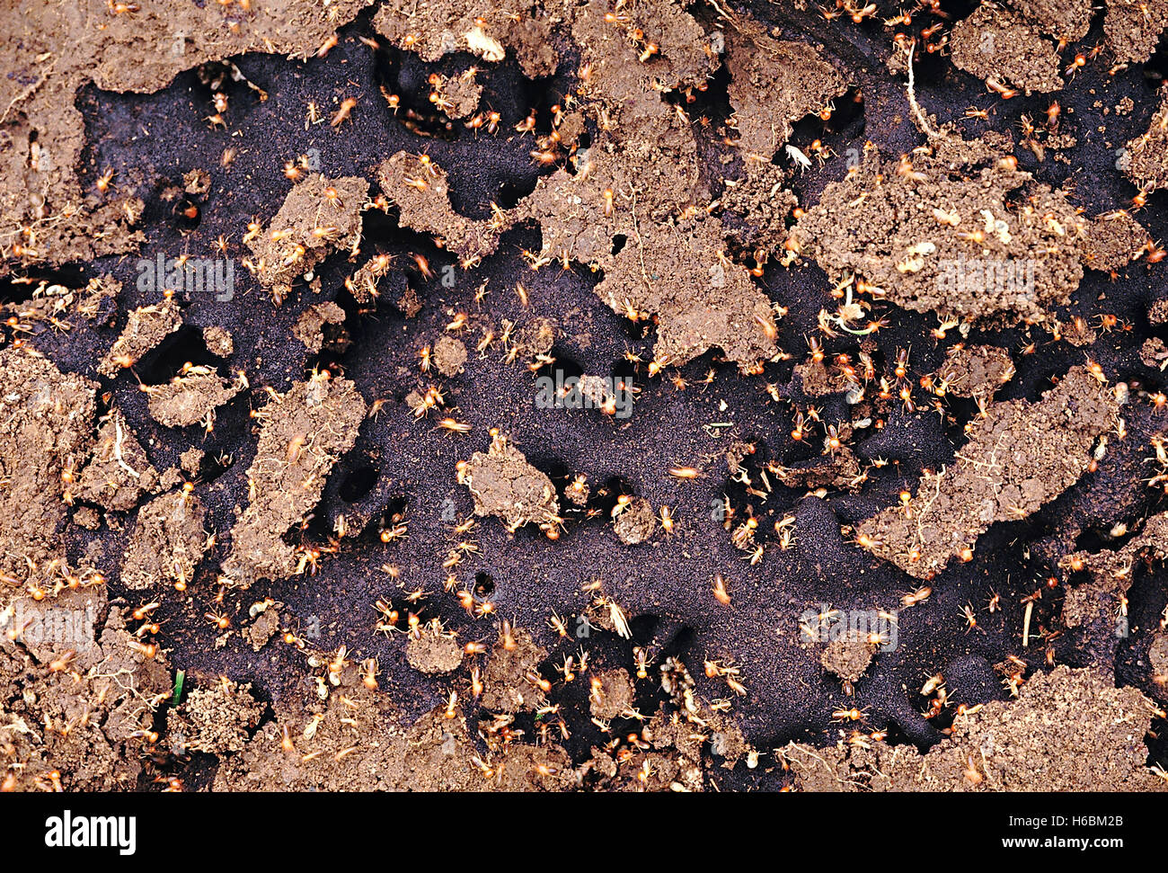 Termiten. Auch bekannt als weiße Ameisen. Termiten ernähren sich von Holz oder Pilzen, die auf Kauholz angebaut werden Stockfoto