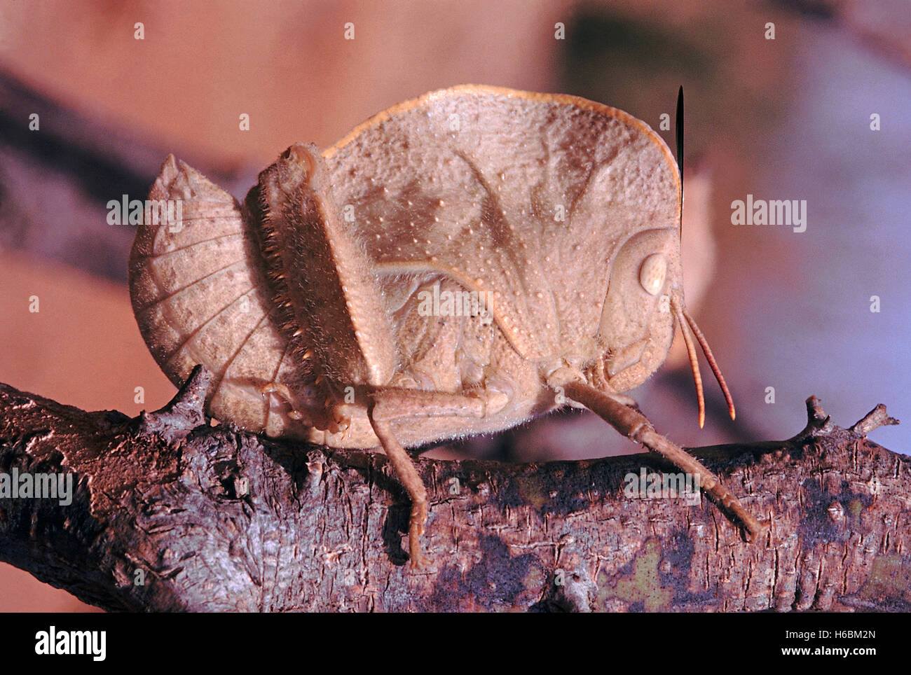 Mit Kapuze Grasshopper (braun). Diese Heuschrecke sieht aus wie ein Blatt. Es bewegt seinen Körper wie ein Blatt im Wind wehenden. Stockfoto