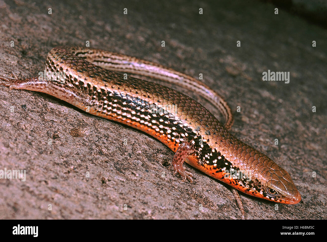 Mabuya sp. Ein skink mit orange Flanken in der Brutzeit. Stockfoto