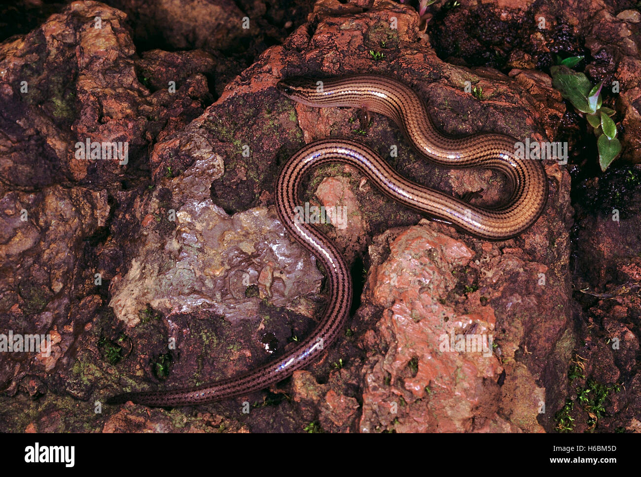 Riopa sp. Schlange skink. Eine extrem verlängerte Skink mit reduzierter Gliedmaßen. Sie sind hauptsächlich in den oberen Schichten der Erde gefunden Stockfoto