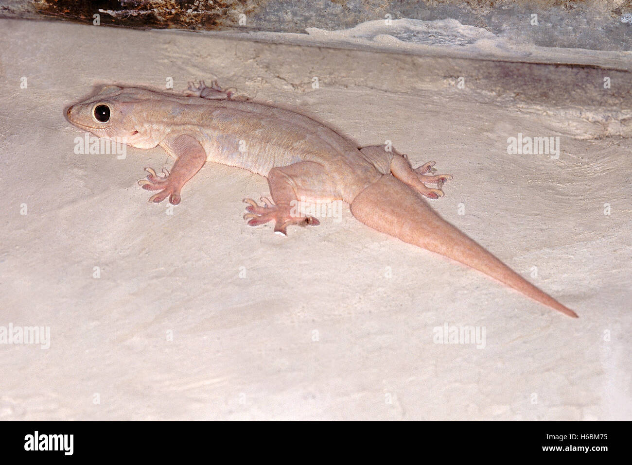 Bauche Haus GECKO, Hemidactylus Flaviviridis. Gemeinsame Gecko, normalerweise in Häusern gefunden. Stockfoto